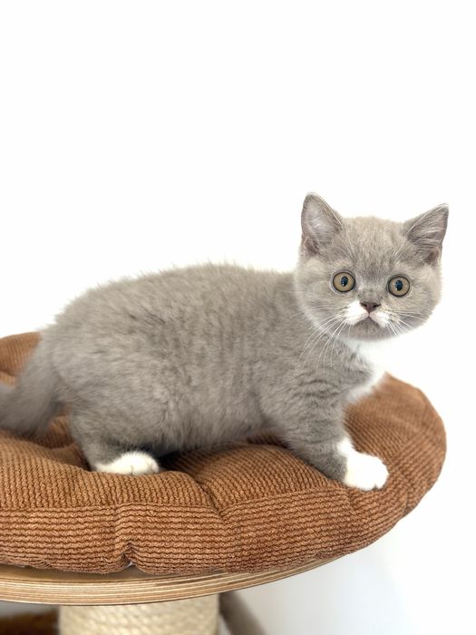Macho British  Shorthair com LOP