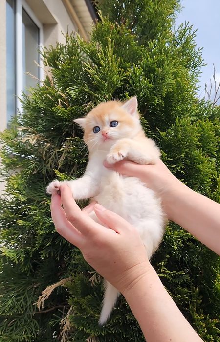 Шотландські кошенята золота шиншила