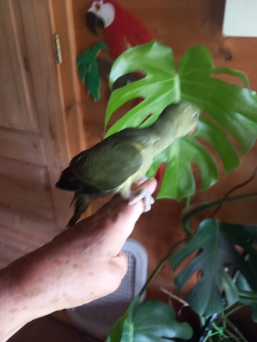 BEBÊS Ring Nekers criados a mão