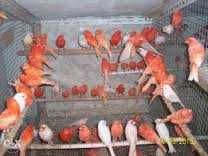 Vendo bons cananarios