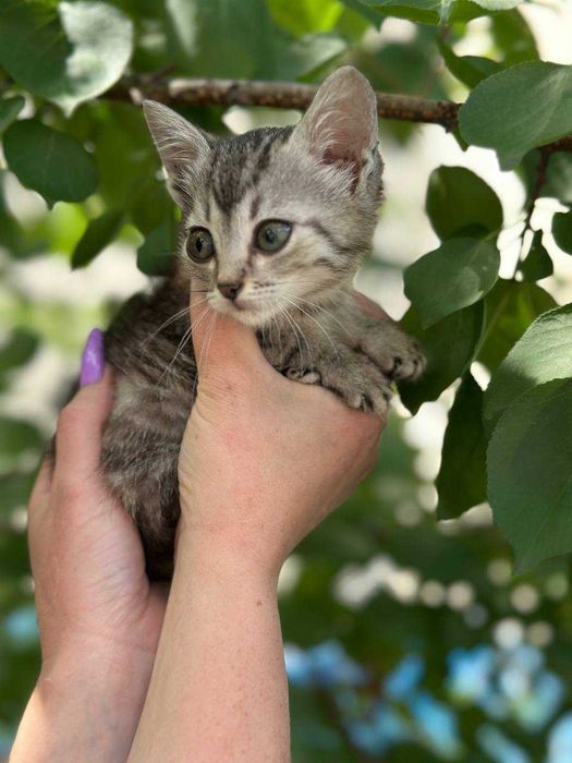 Кошеня Компот, 1,5 місяці, в пошуках дому.