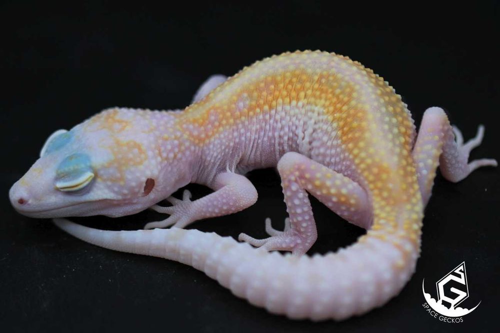 Space Geckos - Gekon lamparci White&Yellow / Tangerine / High Contrast