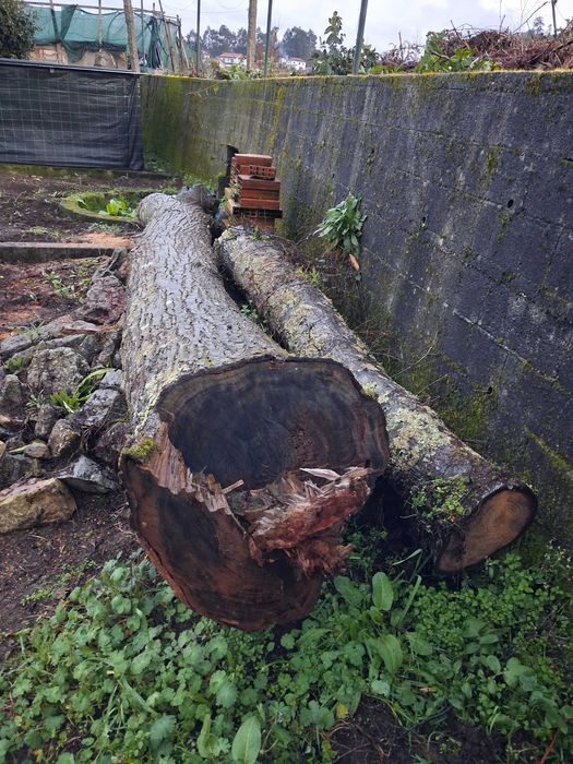 Tronco de castaneiro