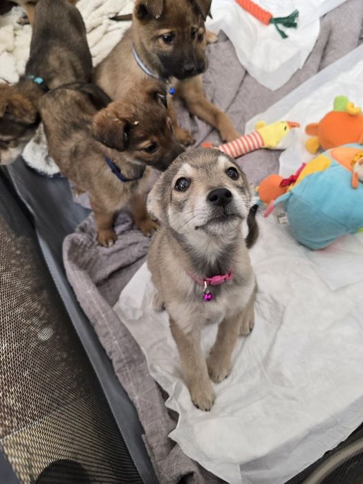 Чарівне цуценя дівчинка шукає родину