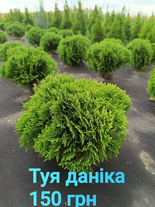Туя смарагд, золотий смарагд, ялівець Голд Коне, ялівець блю ароу, ялівець Мунглоу , туя даніка,  туя Міріям, кипарис івоне