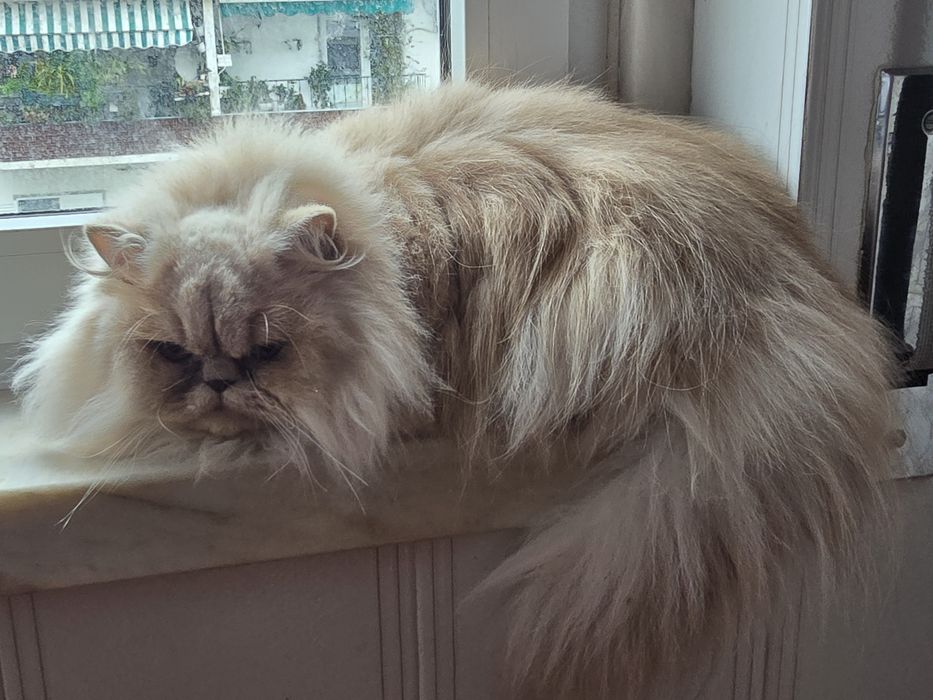 Gatinha Persa  creme