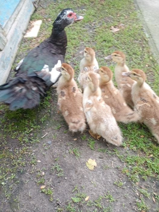 Продам индокачок