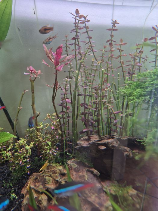 Podas de Bacopa Purple / Roxa - Planta de Aquário (Plano Traseiro)