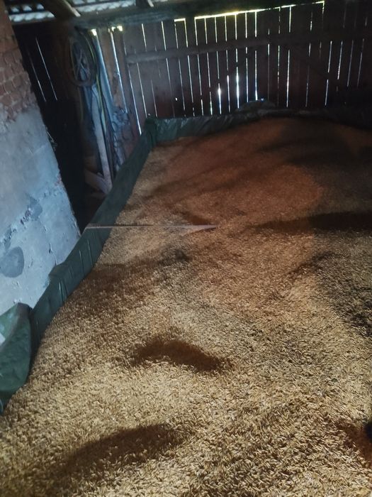 Sprzedam owies Bingo