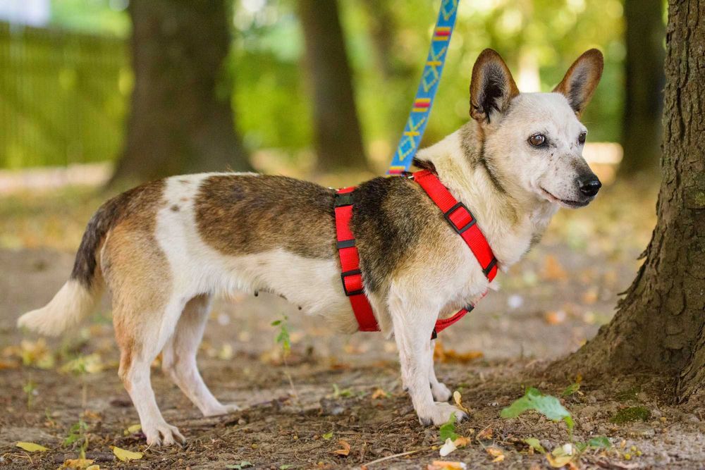 Malutka śliczna łaciata sunia Lipia szuka miłości na całe życie