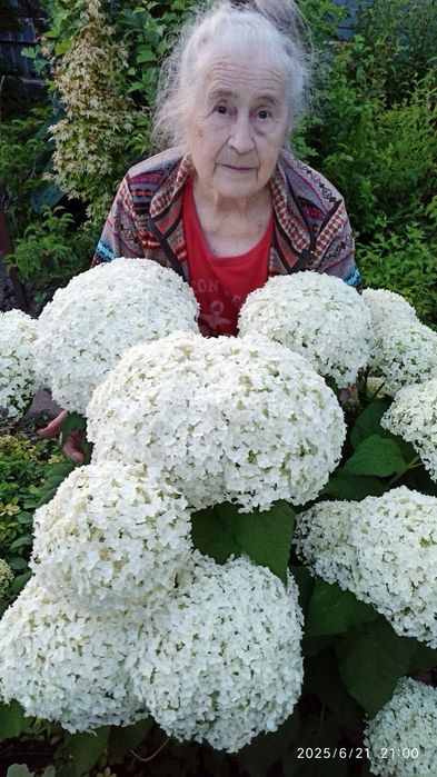 Гортензия крупнолистовая разных цветов морозостойкая