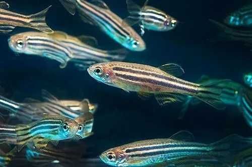 Danio pręgowany - Brachydanio zebra - Pręgowane - dowóz, wysyłka