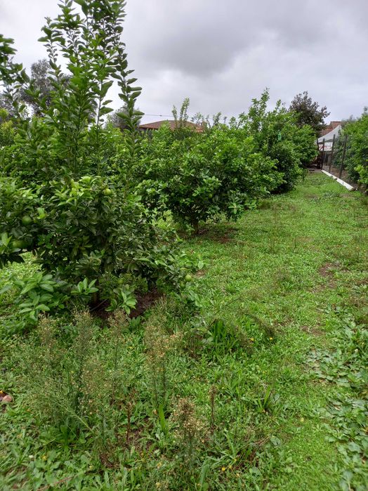 Limas biologicas64584406823171123