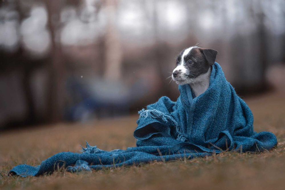Jack Russell Terrier - piękna czarno biała suczka ZKwP FCI