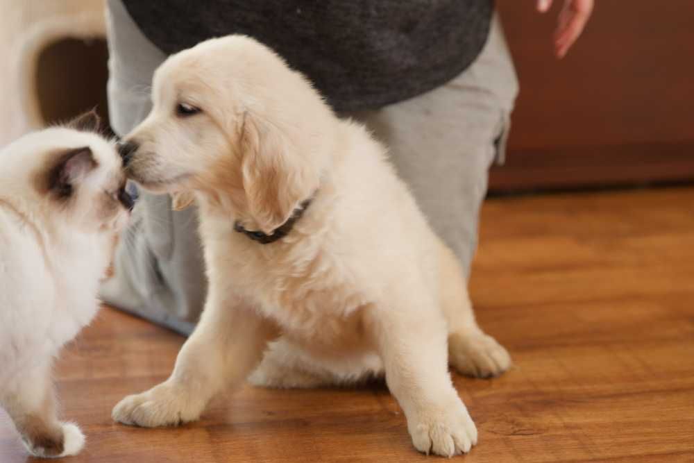 Golden Retriever kremowy piesek ZKwP FCI