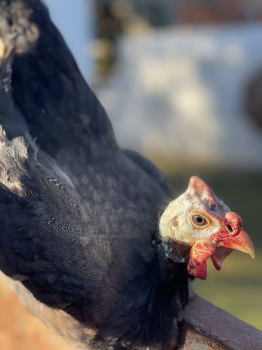 Casa de fracas negras