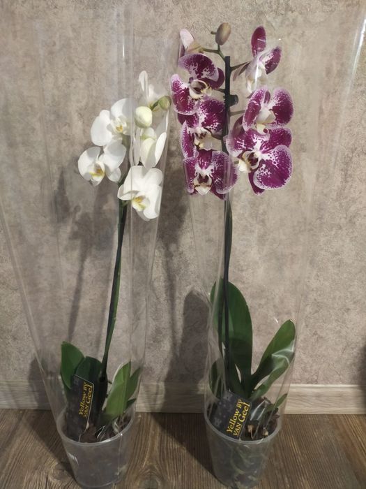 Пари орхідей по 550 грн