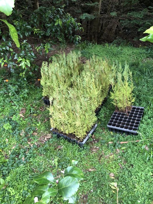 Cipreste ideal para abrigar o seu jardim, a sua casa, resistentes .