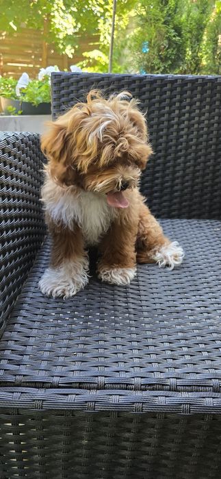 Cavapoo/ piękna dziewczynka