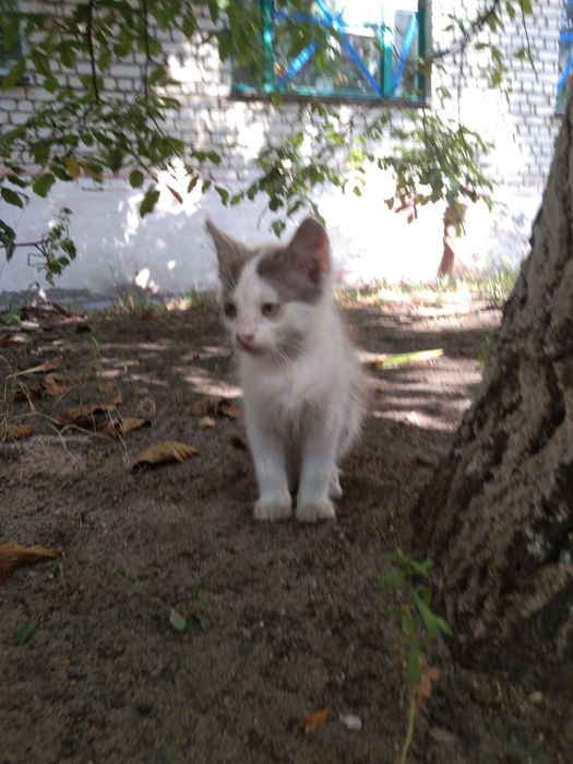 Кошенятко шукає люблячу родину