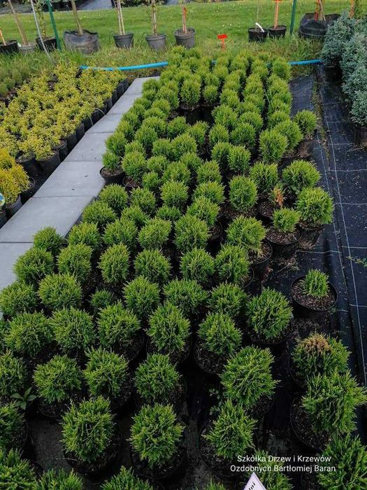 Thuja Danica kulka kula