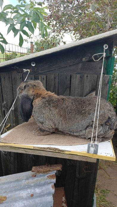 Sprzedam samice z 6 młodymi