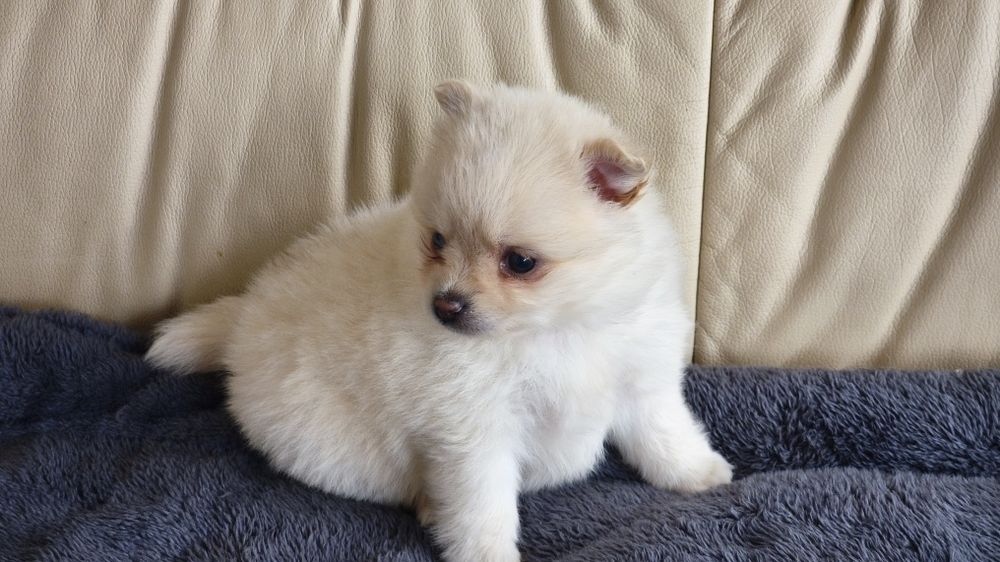 Spitz alemão lulu da Pomerânia fêmea (país com lop),entrego em todo  o país