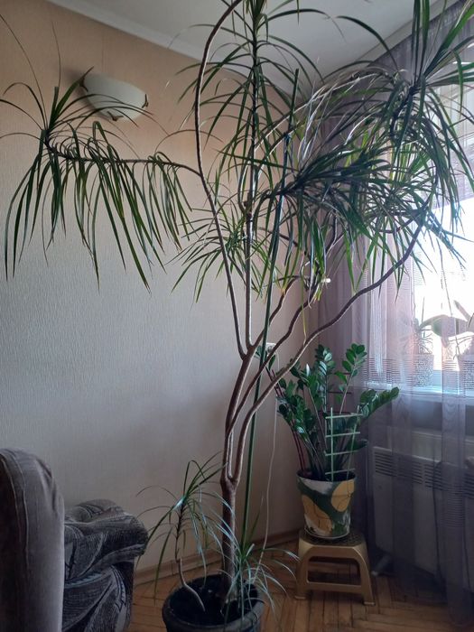 Вазон Драцена 2 метри