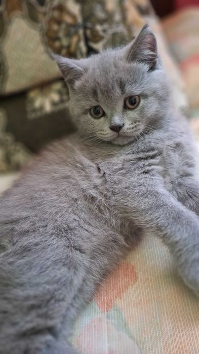 Шотландські  пухнастики.