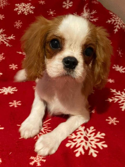 Cavalier King Charles Spaniel*Śliczny piesek