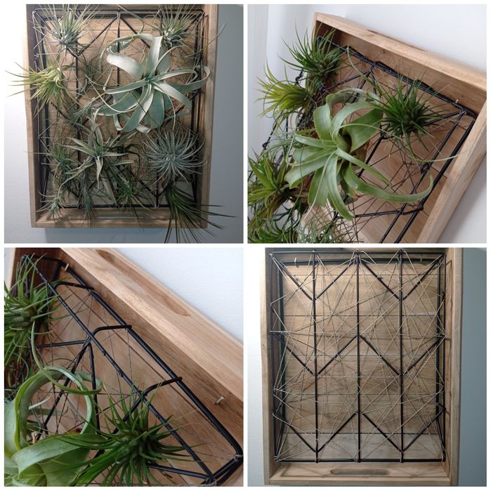 Stojak, taca, kwietnik, żywy obraz, holder, tillandsia, airplants.