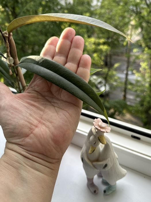 Фікус Амстел Кінг