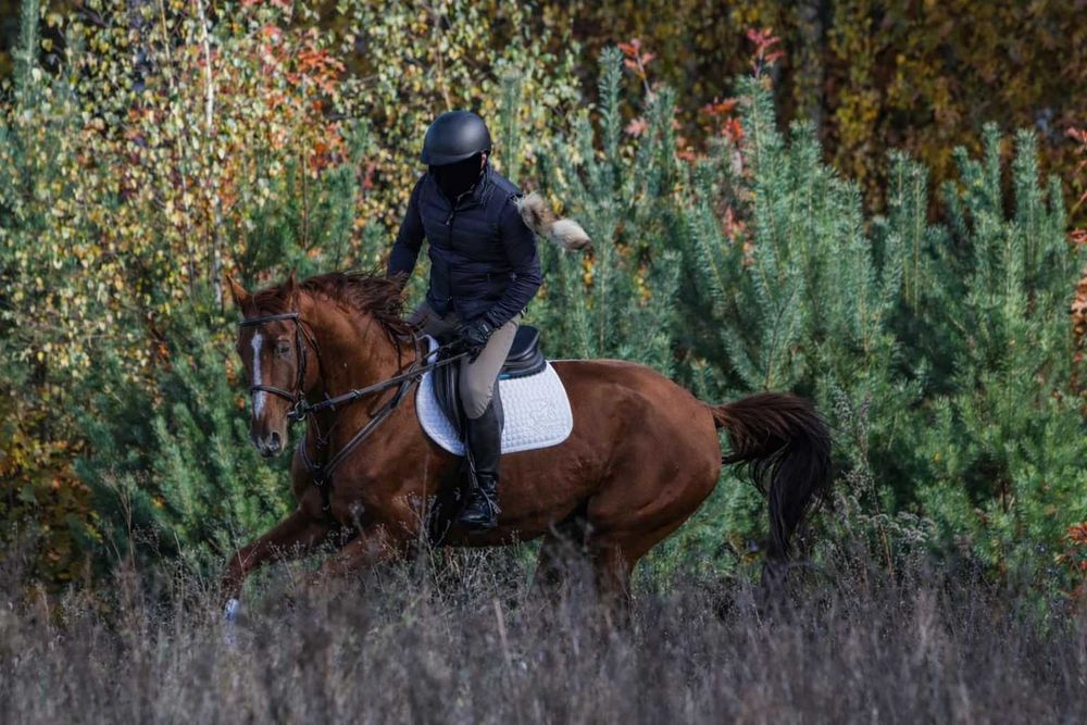 Koń profesor do skoków, rekreacji