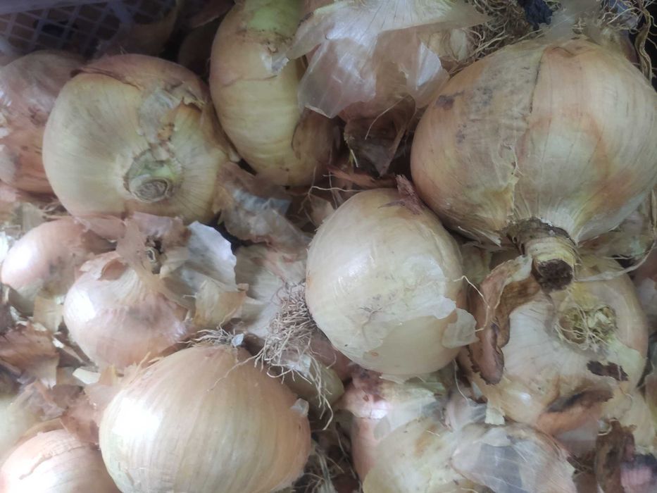 Cebola restauração ou casa portuguesa excelente