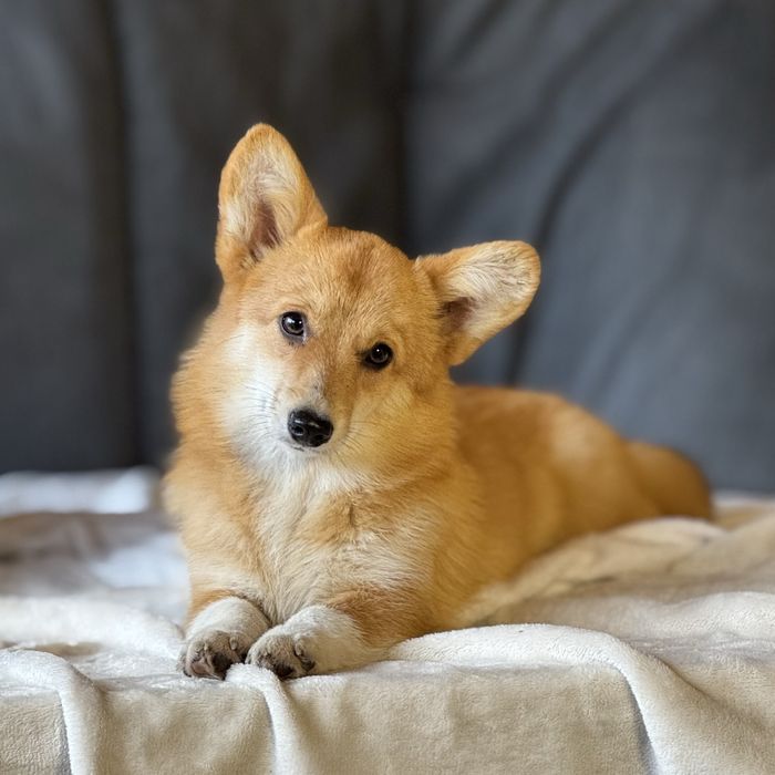 Щенки коргі пемброк | Чистокровні, з родоводом, доставка по Україні