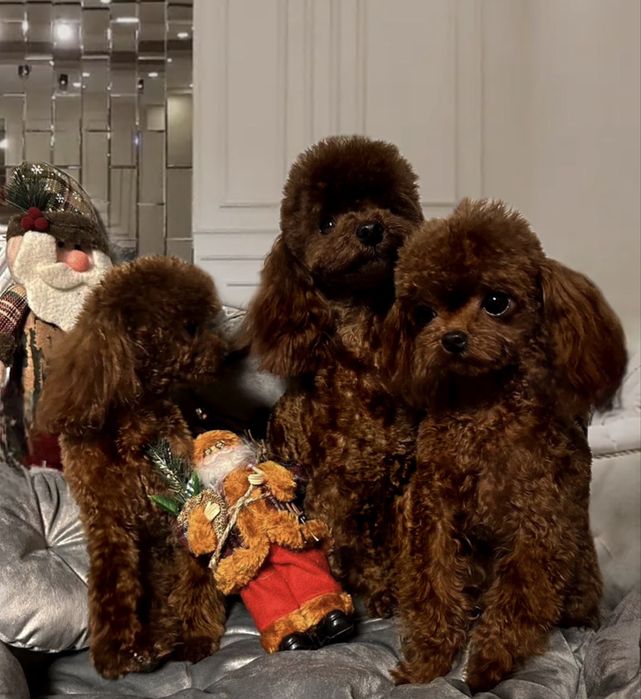 Той пудель щенки мальчики китай