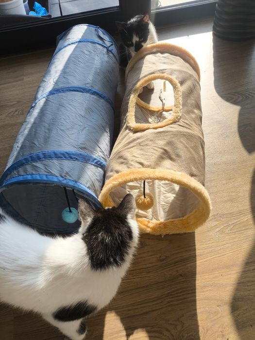 Zestaw dla kota z drapakiem