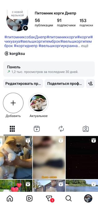 Мальчики  вельш корги пемброк