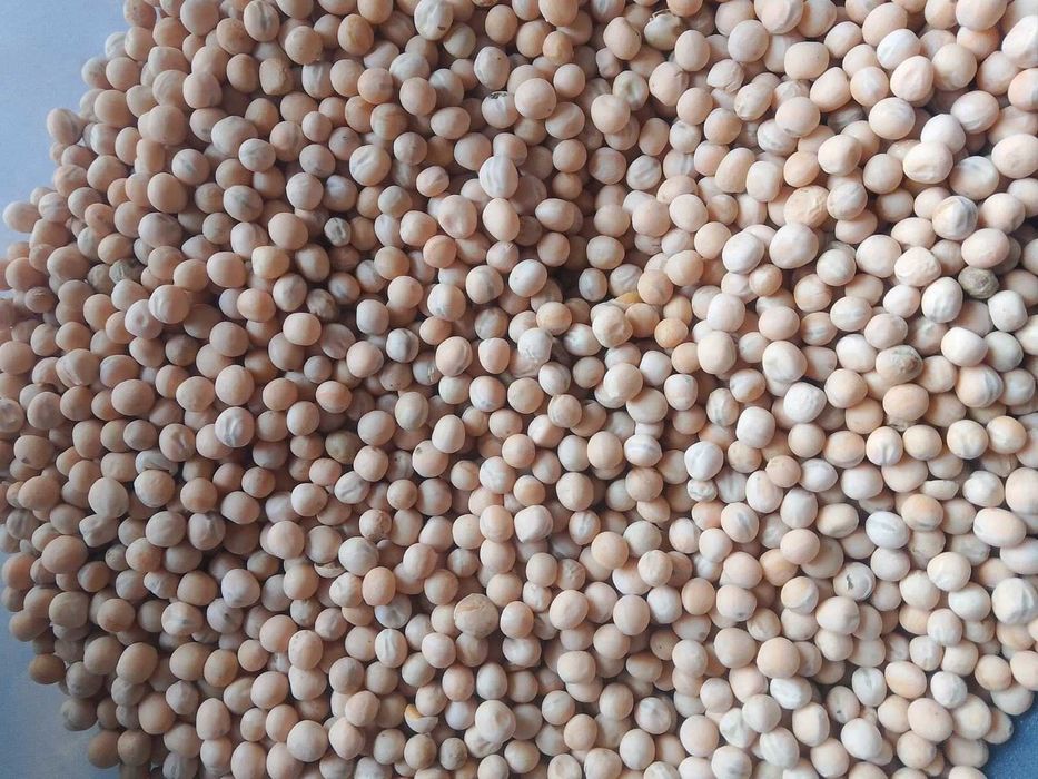 Groch siewny ostinato rok po centrali.