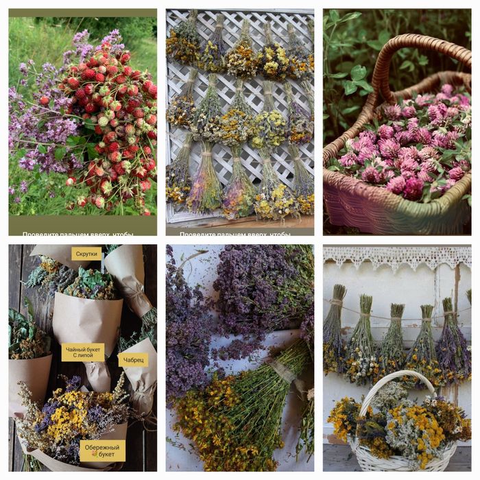 Ароматні та душисті травы, лікувальні сбори