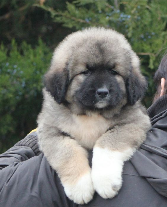 Кобели с интересной родословной