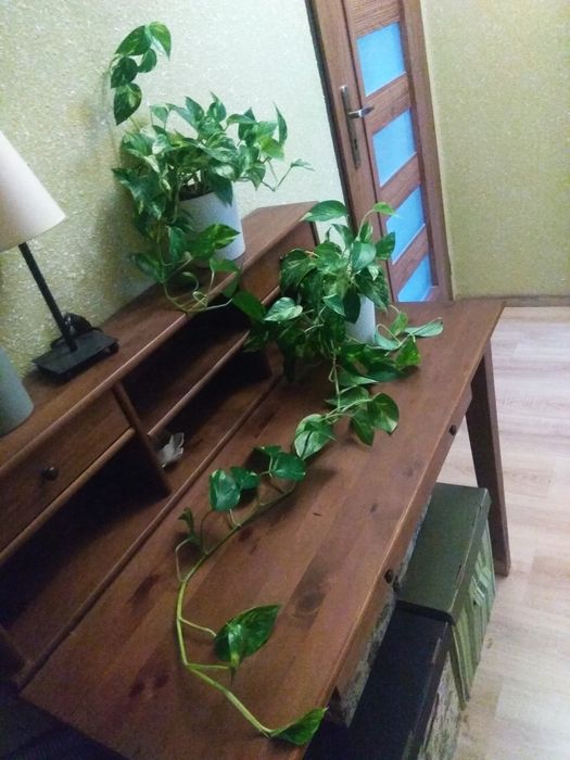 Dwa Epipremnum Złociste w biało-srebrnych osłonkach Komplet