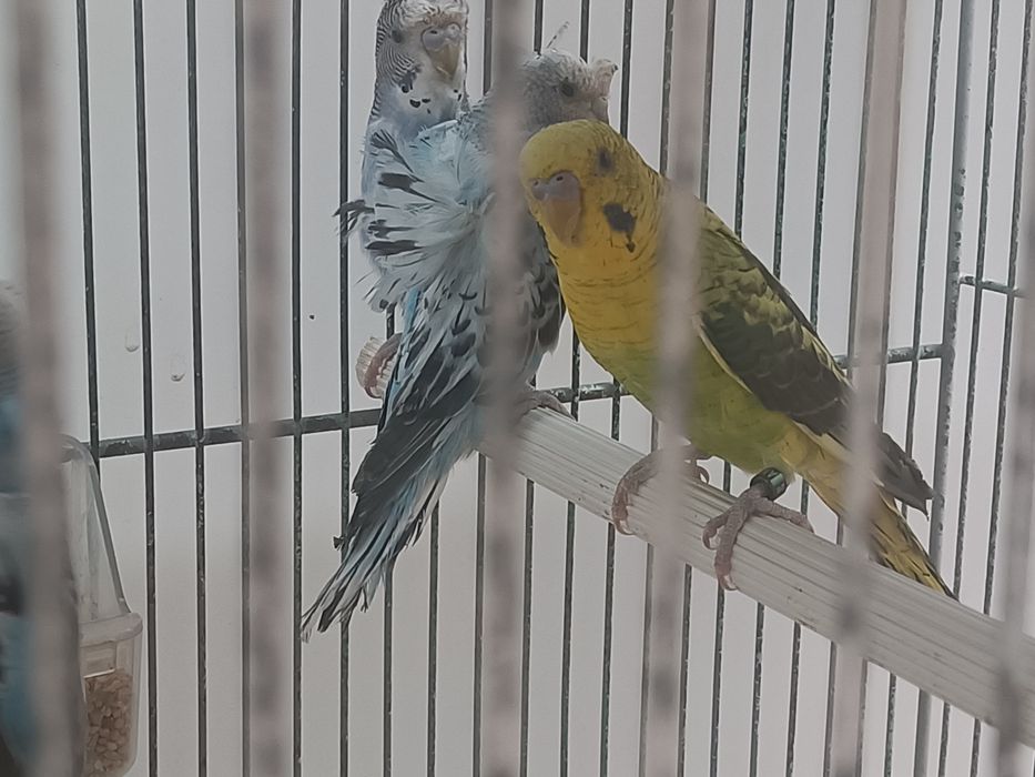Tenho vários agapórnis roseicollis e periquitos hagoromos para cedência