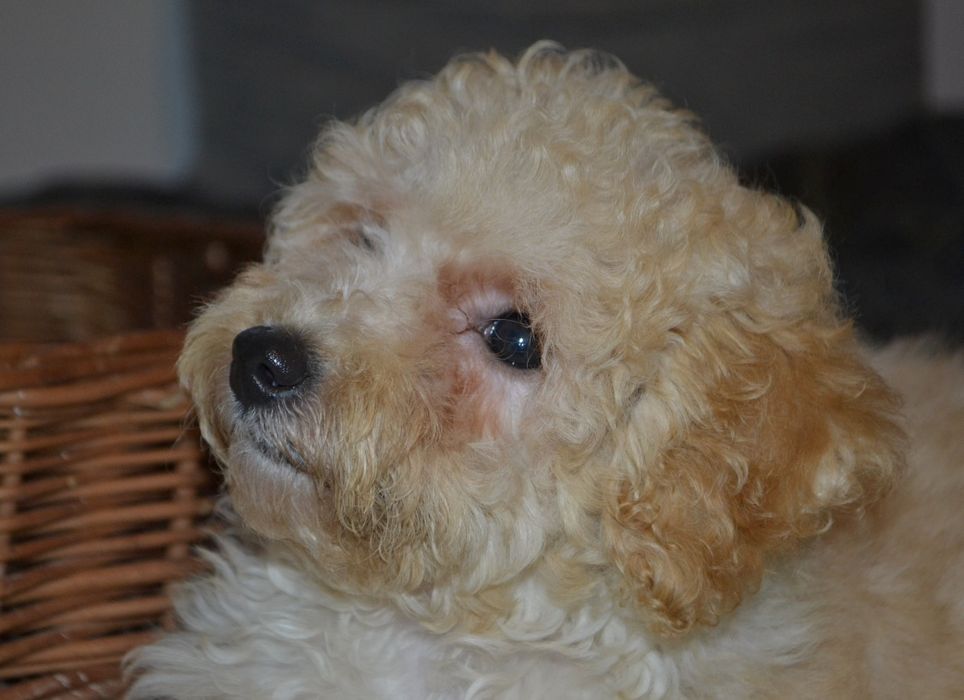 Maltipoo suczka IZZY