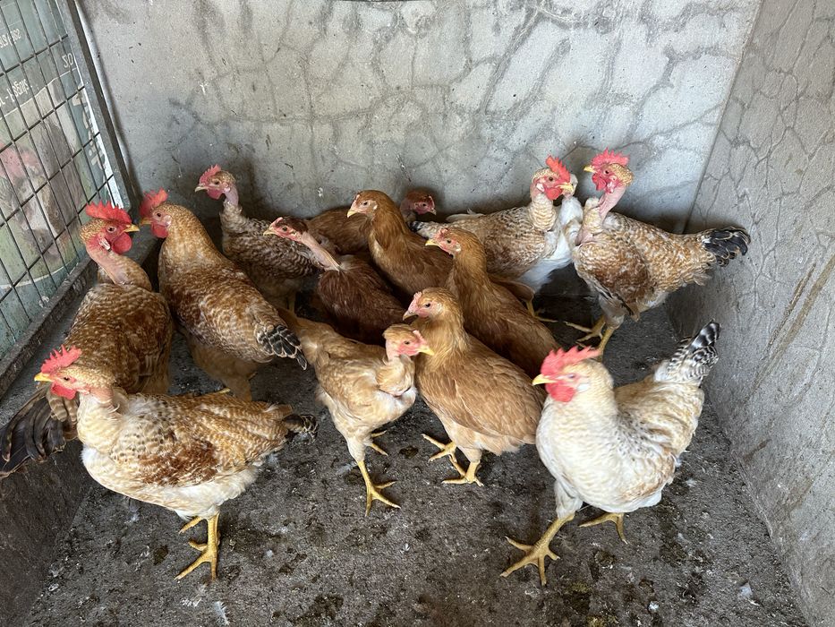 Frangos caseiros