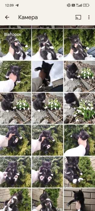 Котёнок чёрный с белыми лапками мальчик 1 месяц