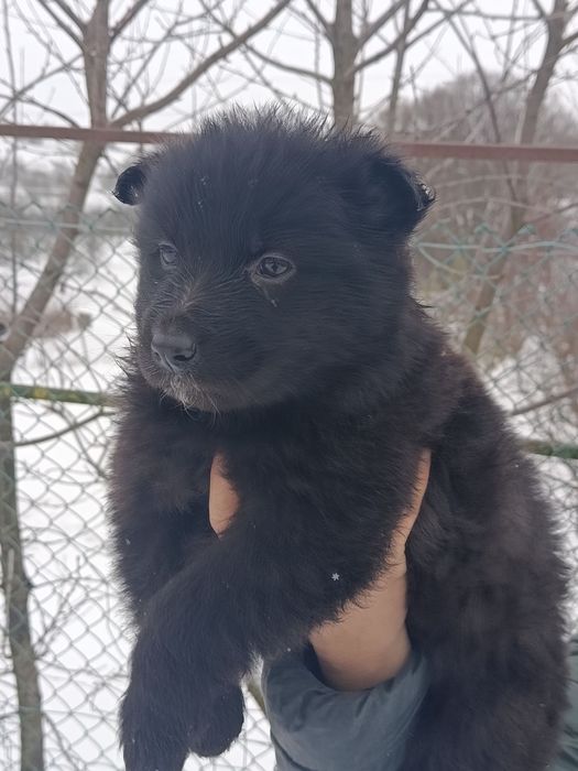 Продам цуценят німецької вівчарки