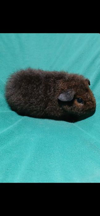 Морська свинка,  тедді