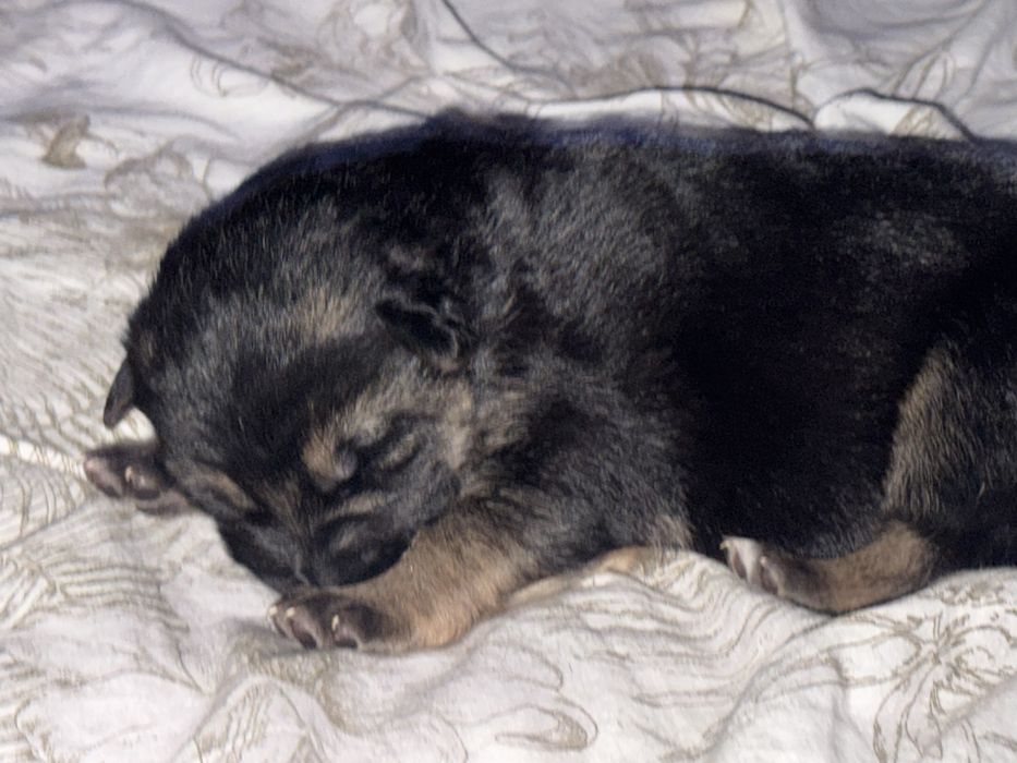 Цуценята німецької вівчарки