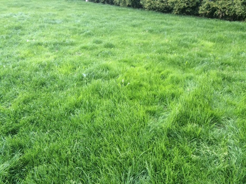 ziemia humus przesiewana do trawników super jakość czarna